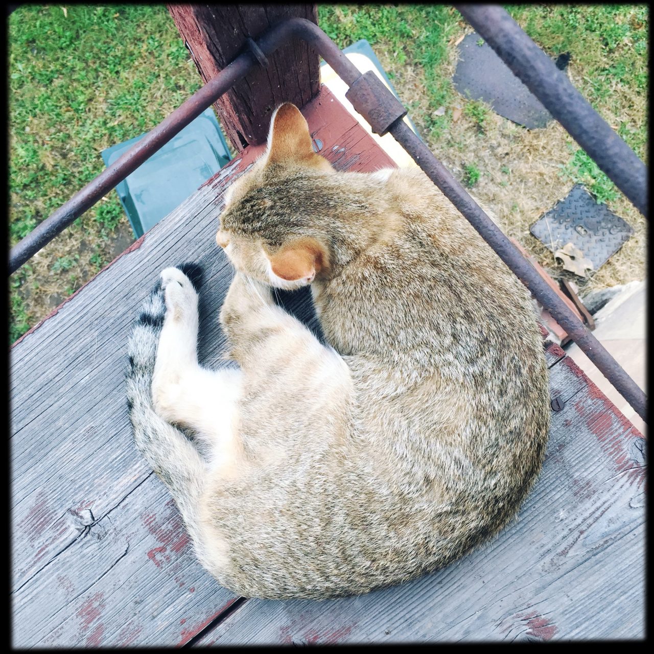 NZHX8921 – photographie Alexandre Coesnon